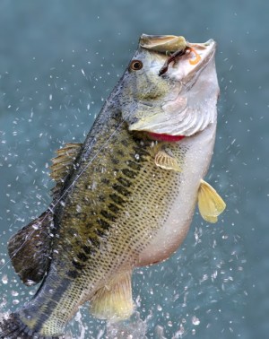 bass-fishing-ga