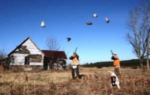 quail-hunting-ga